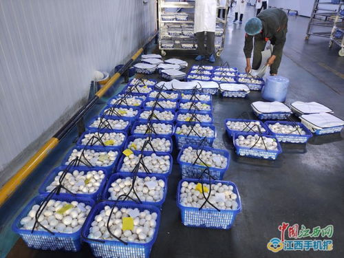 江西中田投资12亿工厂化生产有机蘑菇，开启现代农业新篇章